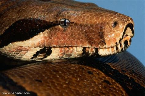 boa yılanı nasıl yazılır